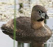 Pied-billed Grebe