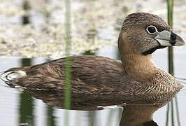 Pied-billed Grebe