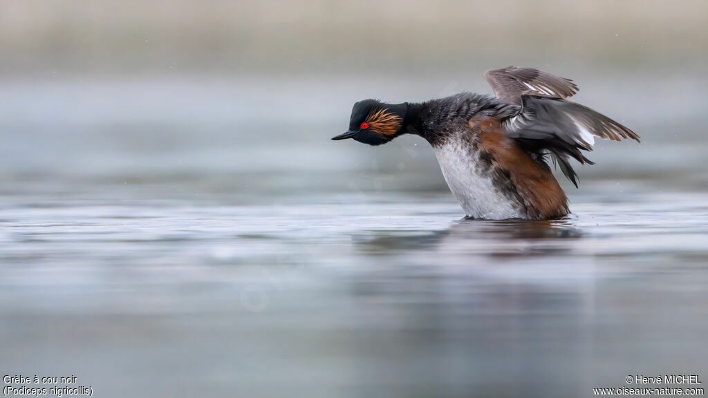 Grèbe à cou noir