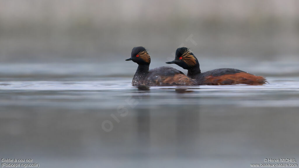 Grèbe à cou noiradulte nuptial