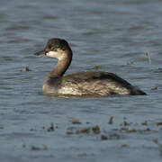 Black-necked Grebe