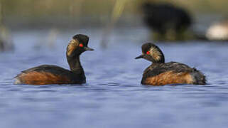 Black-necked Grebe