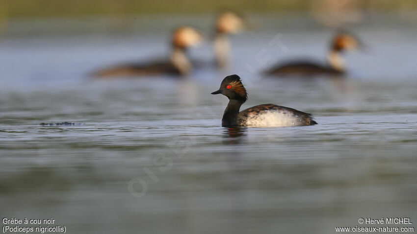 Black-necked Grebeadult breeding