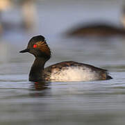 Black-necked Grebe