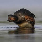 Black-necked Grebe