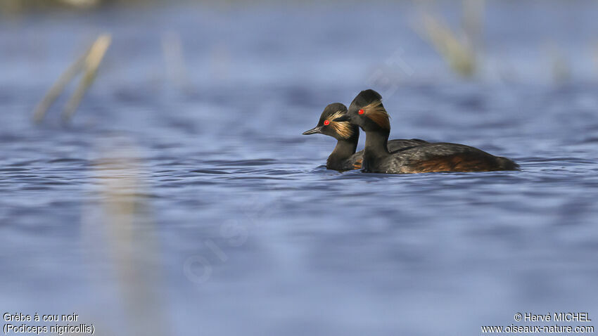 Black-necked Grebeadult breeding