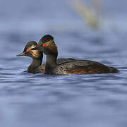 Black-necked Grebe