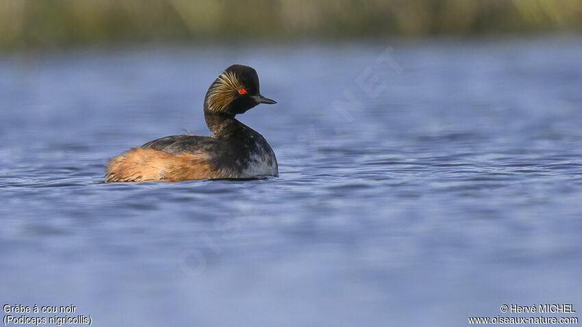 Black-necked Grebe male adult breeding