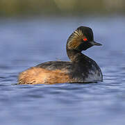 Black-necked Grebe