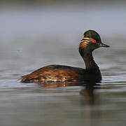 Black-necked Grebe