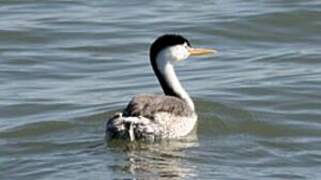 Clark's Grebe