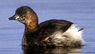 Little Grebe