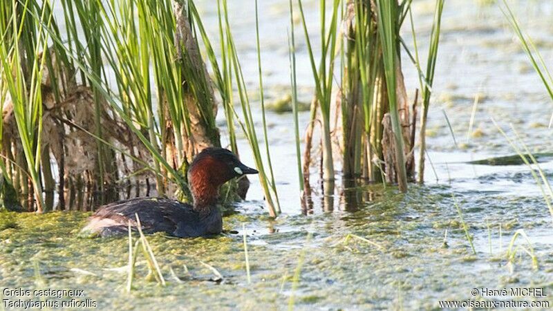 Little Grebeadult breeding, identification