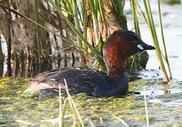 Little Grebe