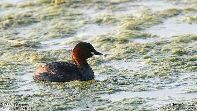 Little Grebeadult breeding, identification