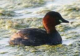 Little Grebe