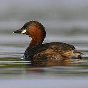 Little Grebe