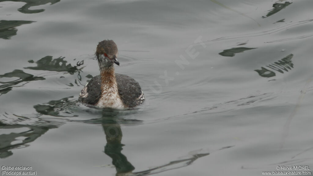 Horned Grebe