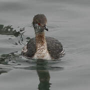 Horned Grebe