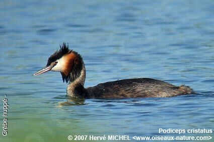 Great Crested Grebeadult breeding