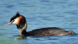 Great Crested Grebe