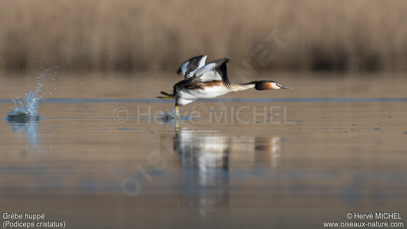 Great Crested Grebe