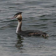 Great Crested Grebe