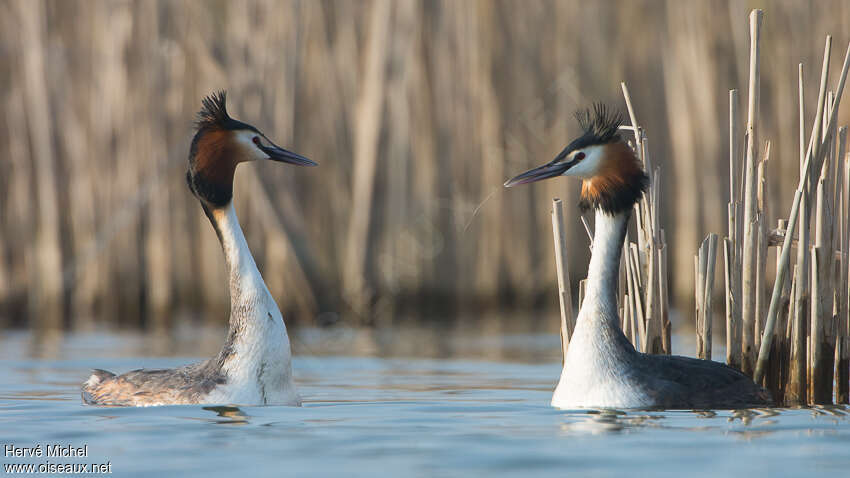 Great Crested Grebeadult breeding, habitat