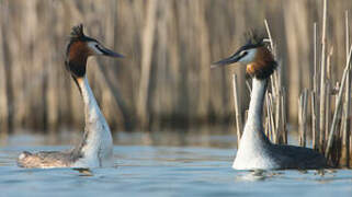 Great Crested Grebe