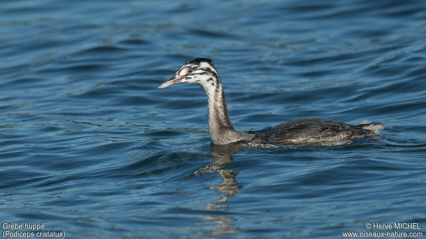 Great Crested Grebejuvenile