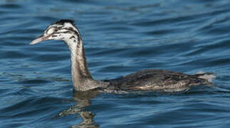 Great Crested Grebe