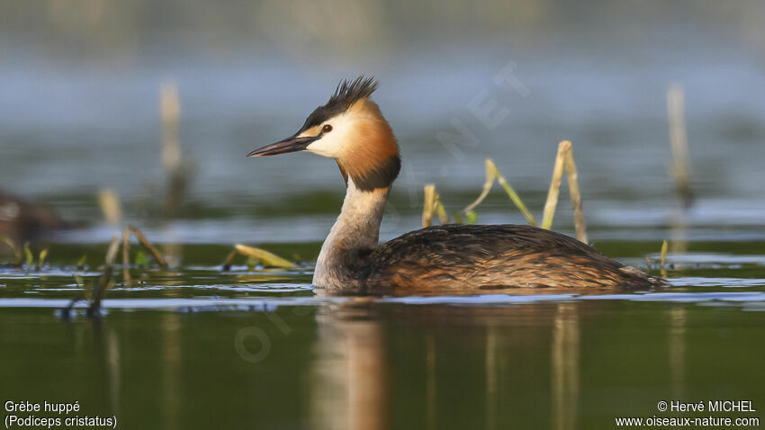 Great Crested Grebeadult breeding