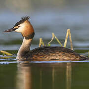 Great Crested Grebe