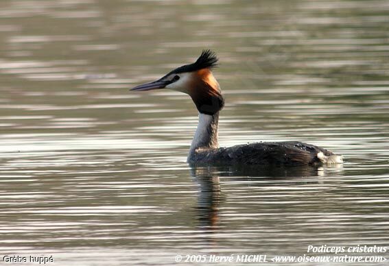 Great Crested Grebe