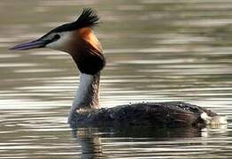 Great Crested Grebe