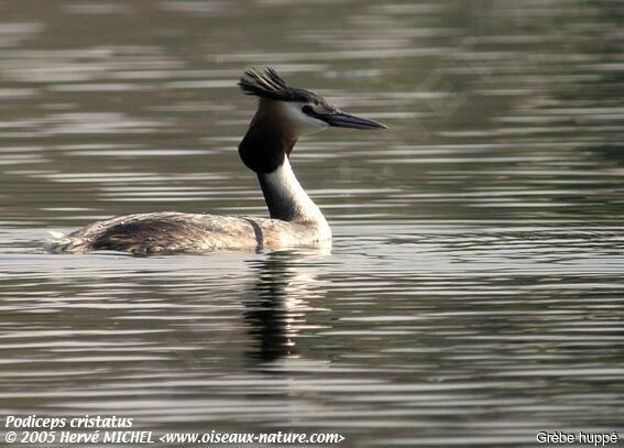 Great Crested Grebe