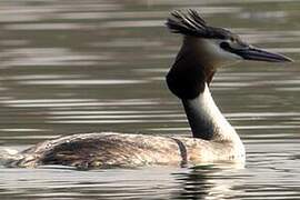 Great Crested Grebe