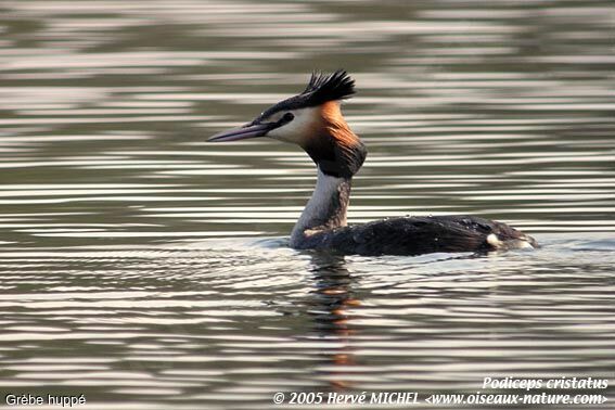 Great Crested Grebe