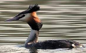 Great Crested Grebe