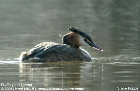 Great Crested Grebeadult