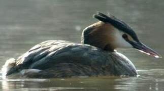 Great Crested Grebe