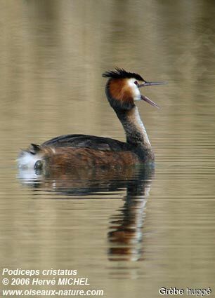 Great Crested Grebeadult breeding