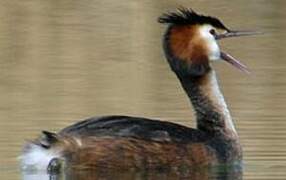 Great Crested Grebe