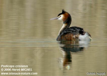 Great Crested Grebeadult breeding