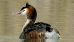 Great Crested Grebe