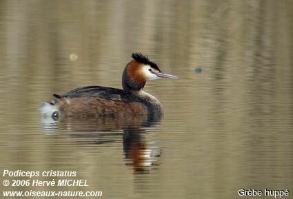 Great Crested Grebeadult breeding