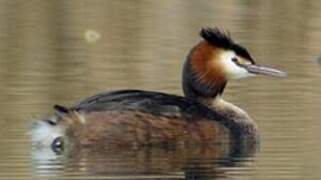 Great Crested Grebe