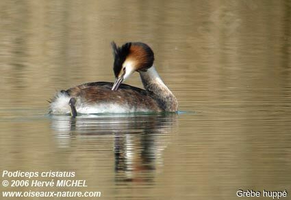 Great Crested Grebeadult breeding