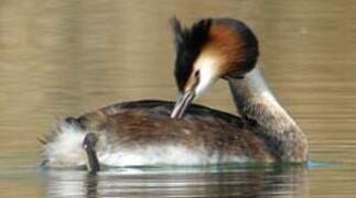 Great Crested Grebe