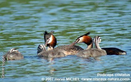 Great Crested Grebe